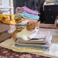 洗濯物に挟まれてくつろぐ猫