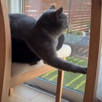 椅子の上の猫