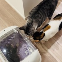 猫用キャリーの中の子猫と子猫を出迎えるサバ白猫と三毛猫