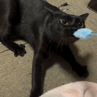 目を見開いてねこじゃらしを見つめる猫
