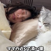 枕元に座っている猫