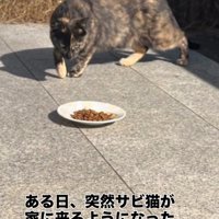 ごはんに近づく猫