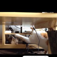 寝ている子猫とちょっかいを出している猫