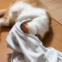 シャツの匂いを嗅ぐ猫