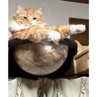 くつろいでいた猫たち