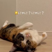 さかさまの猫