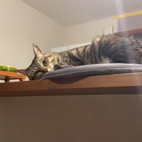 寝そべるキジトラ猫