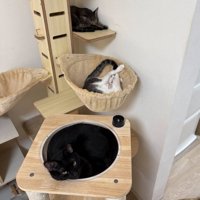 キャットタワーで眠る猫たち