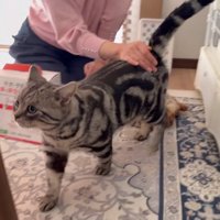 なでられながら歩く猫