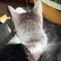 猫の後頭部