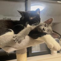 室内にいる猫