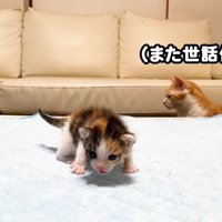 (また世話係…)