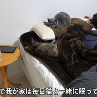 ベッドに集まる猫達