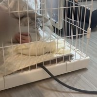 飼い主さんがケージに頭を突っ込んでいる写真2