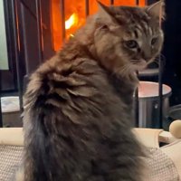 ストーブの前で飼い主をふり返る猫