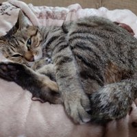 毛布の上に横になる猫