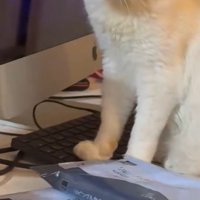 再びキーボードの上に前足を乗せる猫
