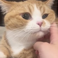 飼い主さんにほっぺを触られるマンチカン