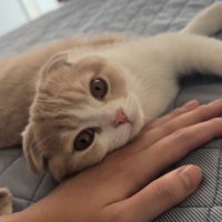 丸い目でカメラ目線の猫