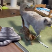 おもちゃを咥える猫とじゃれつく子猫1