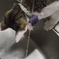 シンクをのぞき込む猫