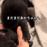 人の手を吸う子猫
