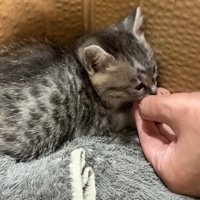 人の手からフードを食べる子猫