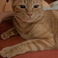 目を細めて画面右側を見つめる猫