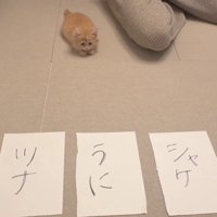 3枚の紙と猫