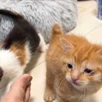 お出迎えする子猫