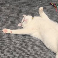 虚無の猫