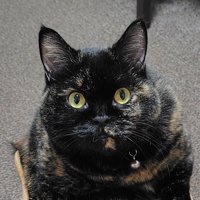 満足気な表情を浮かべるサビ猫