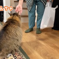 人の手に近づく猫の後ろ姿