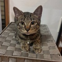 伏せをする猫