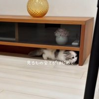 棚の下を歩くマンチカンの子猫