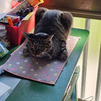 変な香箱座り