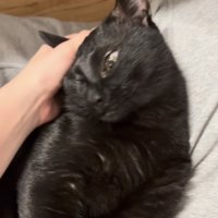 ママさんに頭を撫でてもらう黒猫