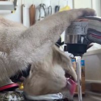 水を飲む猫