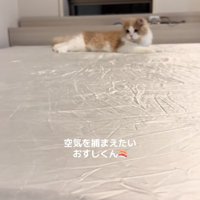 やや盛り上がったシーツを見つめるピントがボケた猫