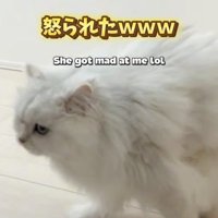 女の子を追いかける猫