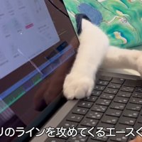 キーボードをさわる猫