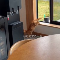 家の中に入った子猫