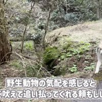 「野生動物の...」のテロップ写真