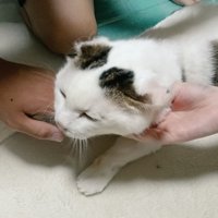 みんなになでられる猫