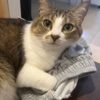 ズボンに乗って目を輝かせている猫の様子