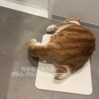 珪藻土マットの上で背中を丸めて伏せている猫の後ろ姿