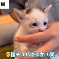 人の指を吸う子猫