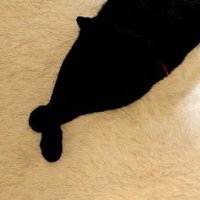 黒猫の交差した手