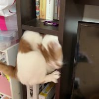 棚に入っている猫
