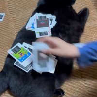 ゆったり座りこむ黒猫と飼い主の手が素早く動いている様子